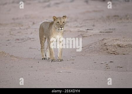 Namibia, Namib-Wüste, Hoamid-Fluss, Wüstenlöwe (Panthera leo) Stockfoto