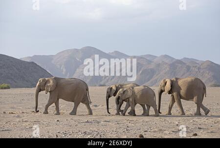 Namibia, Namib-Wüste, Hoamid-Fluss, Wüstenelefanten (Loxodonta africana) Stockfoto