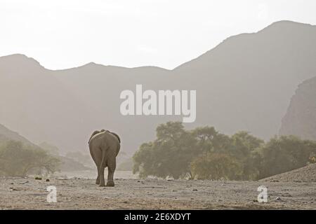 Namibia, Namib-Wüste, Hoamid-Fluss, Wüstenelefanten (Loxodonta africana) Stockfoto