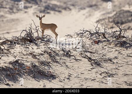 Namibia, Namib Desert, Hoamid River, Steenbok (Raphicerus) Stockfoto