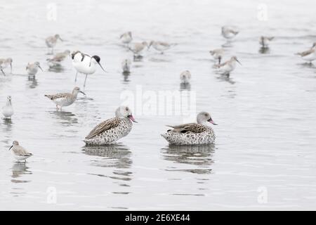 Namibia, Walvisbucht, Rotschnabelente, (Anas erythrorhyncha) Stockfoto