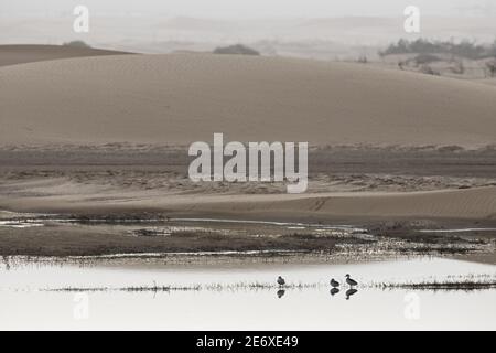 Namibia, Walvisbucht, Rotschnabelente, (Anas erythrorhyncha) Stockfoto