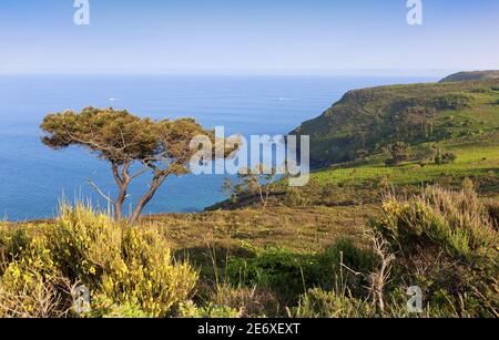 Frankreich, Finist?re (29), Presqu'?le de Crozon, Pin Maritime et ajoncs sur le sentier du Cap de la Ch?vre Stockfoto