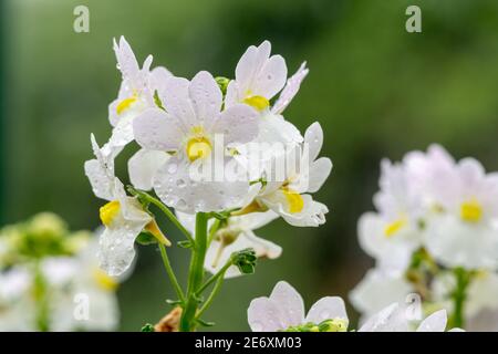 Makroaufnahme von wisley Vanille Nemesia Blumen in Blüte Stockfoto