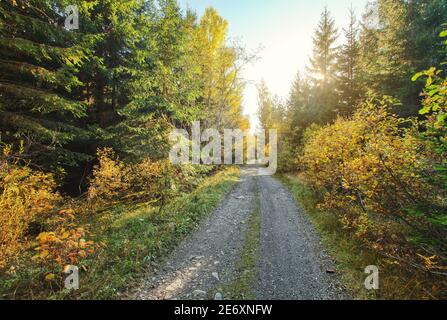 Staub- und Felsenwaldstraße, herbstfarbige Bäume auf beiden Seiten, Sonnenhinterleuchtung im Hintergrund Stockfoto