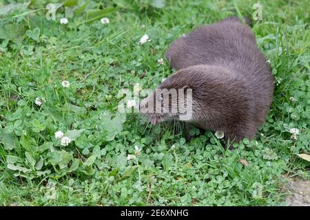 Porträt eines eurasischen Otters (lutra lutra) Stockfoto