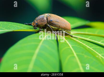 Orange-braune Farbe Old Beetle auf einem lebendigen grünen Blatt, Makro Nahaufnahme Tierwelt Foto. Stockfoto