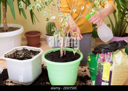 Hauspflege für Zimmerpflanzen, sprühen Hausblumen mit einer Spritzpistole. Eine Frau wischt die Blätter, wäscht und pflegt sie. Stockfoto