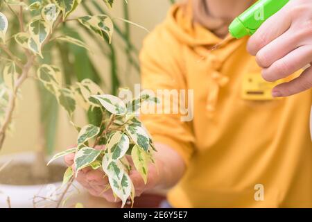Hauspflege für Zimmerpflanzen, sprühen Hausblumen mit einer Spritzpistole. Eine Frau in einem gelben Pullover wäscht und pflegt Pflanzen. Stockfoto