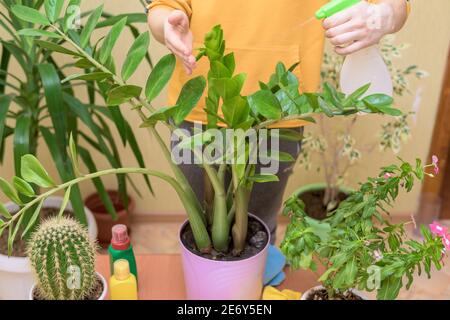 Hauspflege für Zimmerpflanzen, sprühen Hausblumen mit einer Spritzpistole. Eine Frau in einem gelben Pullover wäscht und pflegt Pflanzen. Stockfoto