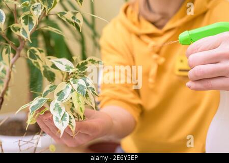 Hauspflege für Zimmerpflanzen, sprühen Hausblumen mit einer Spritzpistole. Eine Frau in einem gelben Pullover wäscht und pflegt Pflanzen. Stockfoto