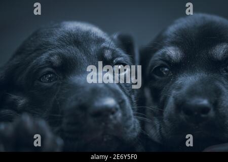 Zwei unschuldige neugeborene Haustier Hunde Köpfe zusammen close up, Dachshund Welpen Pflege, suchen so süß zusammen, diese lange Körper Hunderasse ist auch als s bekannt Stockfoto