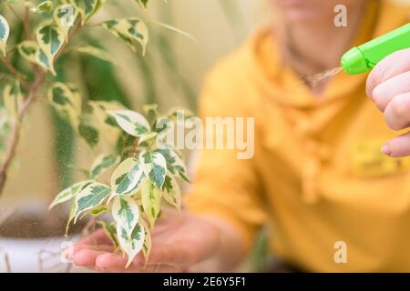 Hauspflege für Zimmerpflanzen, sprühen Hausblumen mit einer Spritzpistole. Eine Frau in einem gelben Pullover wäscht und pflegt Pflanzen. Stockfoto