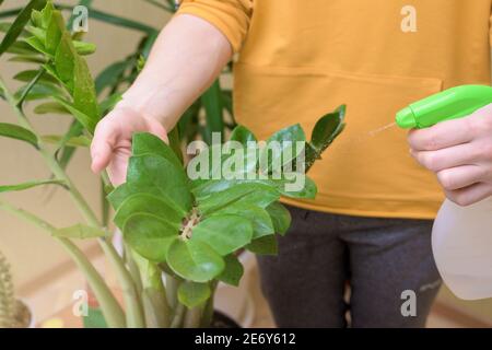 Hauspflege für Zimmerpflanzen, sprühen Hausblumen mit einer Spritzpistole. Eine Frau wischt die Blätter, wäscht und pflegt sie. Stockfoto