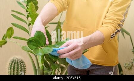 Hauspflege für Zimmerpflanzen, sprühen Hausblumen mit einer Spritzpistole. Eine Frau in einem gelben Pullover wäscht und pflegt Pflanzen. Stockfoto