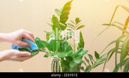 Hauspflege für Zimmerpflanzen, sprühen Hausblumen mit einer Spritzpistole. Eine Frau in einem gelben Pullover wäscht und pflegt Pflanzen. Stockfoto