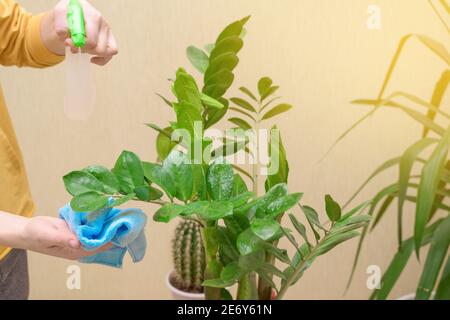Hauspflege für Zimmerpflanzen, sprühen Hausblumen mit einer Spritzpistole. Eine Frau wischt die Blätter, wäscht und pflegt sie. Stockfoto