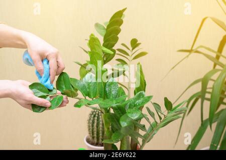 Hauspflege für Zimmerpflanzen, sprühen Hausblumen mit einer Spritzpistole. Eine Frau in einem gelben Pullover wäscht und pflegt Pflanzen. Stockfoto