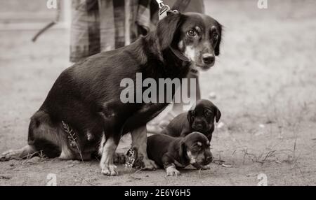 Dachshund Hund Familienfoto, unschuldige Mutter und ihre niedlichen Baby-Welpen Blick auf den Kameramann, Meister in der Nähe stehen sie mit der lea Stockfoto