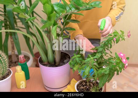 Hauspflege für Zimmerpflanzen, sprühen Hausblumen mit einer Spritzpistole. Eine Frau wischt die Blätter, wäscht und pflegt sie. Stockfoto