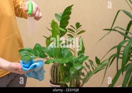 Hauspflege für Zimmerpflanzen, sprühen Hausblumen mit einer Spritzpistole. Eine Frau wischt die Blätter, wäscht und pflegt sie. Stockfoto