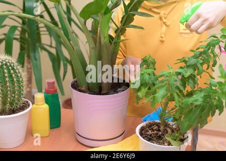 Hauspflege für Zimmerpflanzen, sprühen Hausblumen mit einer Spritzpistole. Eine Frau wischt die Blätter, wäscht und pflegt sie. Stockfoto