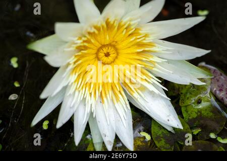 Nymphaea Daubenyana Ende des Lebenskreises, fallen an die Wasseroberfläche nach wenigen Tagen der Blüte, schöne Seerose Blume in einem Teich Nahaufnahme Makro. Stockfoto