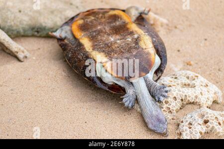 Tot geschälte Schildkröte Leiche in einem Strand auf den Kopf nach unten gewaschen, Land Schildkröte ertrank im Meerwasser und endete tot. Stockfoto