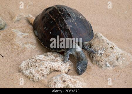 Tot geschälte Schildkröte Leiche in einem Strand auf den Kopf nach unten gewaschen, Land Schildkröte ertrank im Meerwasser und endete tot. Stockfoto