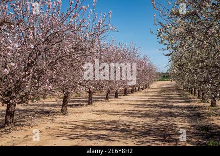 Ein Mandelgarten in Blüte auf einer High-Tech-Genossenschaft Farm im arad-Tal in israel zeigt zwei verschiedene Sorten von Mandeln Stockfoto