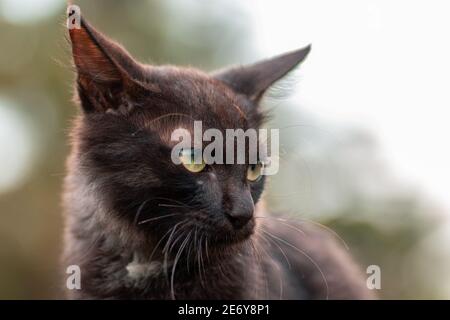 Furious Katze gibt einen Blick, Jagd Bestie-Modus auf, scharf fokussierte Augen erschrocken, um in zu schauen, Nahaufnahme Katzen Gesicht Fotografie, kalte und dunkle Seelen von t Stockfoto