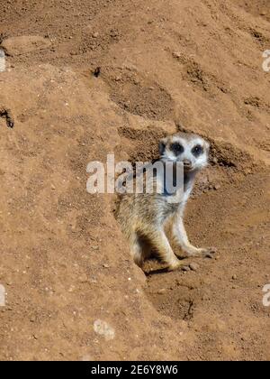 Erdmännchen, die vor ihrem Nest in Südafrika stehen Stockfoto