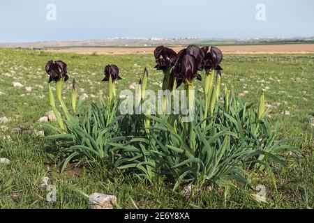 Eine Gruppe von blühenden wilden königlichen schwarzen Iris atrofusca wächst Auf einem felsigen Hügel in der Nähe von tel arad mit der Stadt Von Arad in israel im Hintergrund Stockfoto