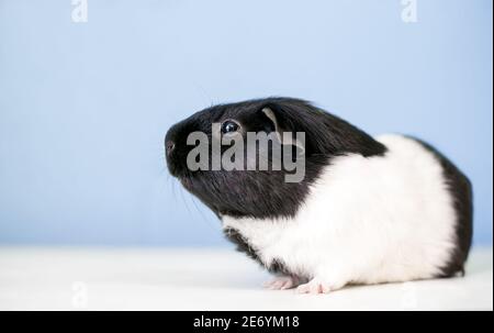 Profil eines schwarz-weißen amerikanischen Guinea Schweins Stockfoto