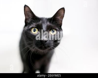 Eine großäugige schwarze Kurzhaarkatze, die die Kamera anschaut Stockfoto