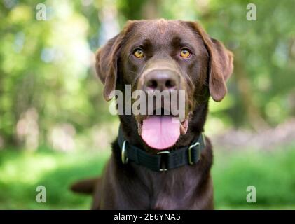 Ein reinrassiger Chocolate Labrador Retriever Hund, der auf die Kamera schaut Und keuchend Stockfoto