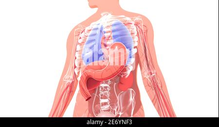 3D-Darstellung der menschlichen Anatomie. Innere Organe und Skelett auf einem Ausschnitt Silhouette. Von unten gesehen. Stockfoto