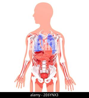 3D-Darstellung der menschlichen Anatomie auf der flachen Silhouette einer Person. Innere Organe und Skelett auf einem Schnitt Silhouette, Hervorhebung des Magens. Stockfoto