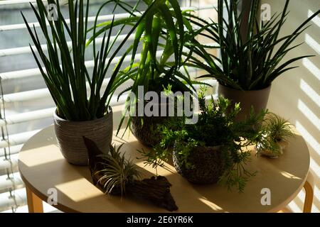 Fettpflanzen Sukkulenten auf einem Couchtisch vor einem Fenster platziert. Stockfoto