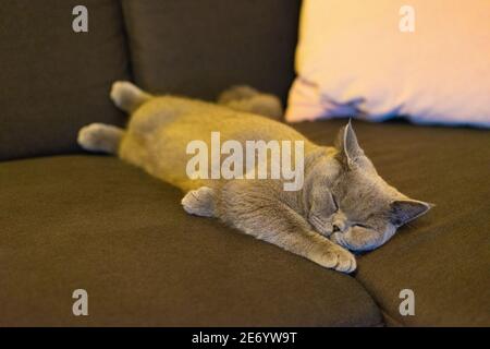 Britische Kurzhaarkatze schläft auf dem Sofa. Stockfoto