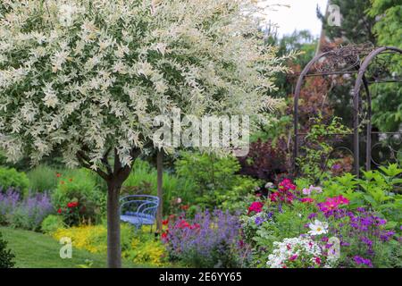 Ruhige Szene einer japanischen Zierweide, in voller Blüte mit Rosen, Minze, Hortensien in einem Garten im Mittleren Westen. Stockfoto