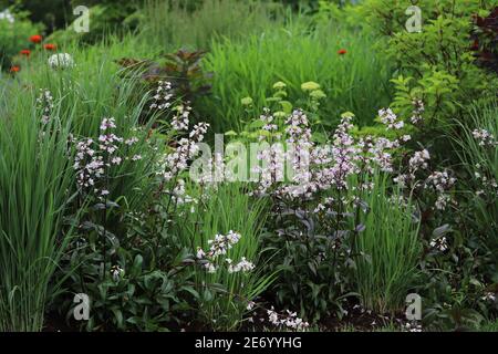 Beardstongue, Husker Red, mit weißen Blüten und dunkelviolettem Laub, eingestreut zwischen northwind Ziergras, schafft einen natürlichen Zaun. Stockfoto