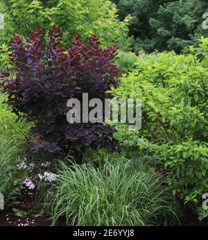 Beardstongue, Husker Red, mit weißen Blüten und dunkelviolettem Laub, eingestreut zwischen northwind Ziergras, schafft einen natürlichen Zaun. Stockfoto