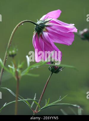 Makro eines einzelnen rosa Kosmos auf einem Frühlingsgrün Hintergrund Stockfoto