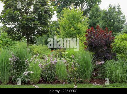 Beardstongue, Husker Red, mit weißen Blüten und dunkelviolettem Laub, eingestreut zwischen northwind Ziergras, schafft einen natürlichen Zaun. Stockfoto