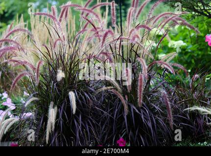 Hypnotisierende Purple Brunnen Ziergräser winken in der heißen Sommernachmittagssonne, Chicago Vorort, Zone 5 Stockfoto