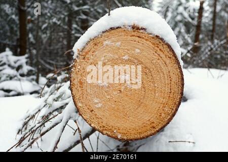 Frisch gesägte Kiefer Nahaufnahme Querschnitt im Wald im Winter, Karpaten Berge, Ukraine Stockfoto