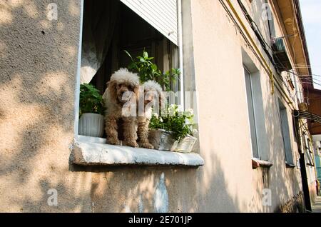 Zwei Pudelhunde schauten aus dem offenen Fenster und bellen Fremde auf der Straße an. Haustier Hund mit lockigen Haaren Stockfoto