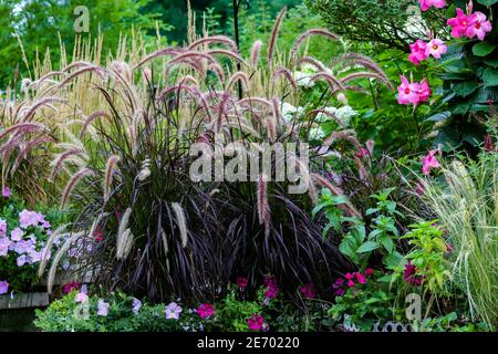 Hypnotisierende Purple Brunnen Ziergräser winken in der heißen Sommernachmittagssonne, Chicago Vorort, Zone 5 Stockfoto