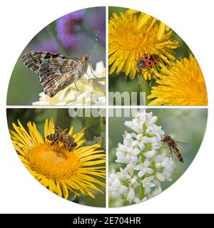 Verschiedene Insekten in einer Collage Stockfoto